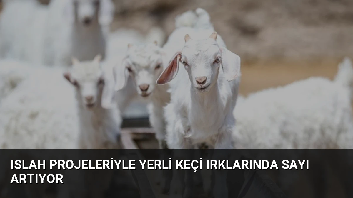 Islah Projeleriyle Yerli Keçi Irklarında Sayı Artıyor