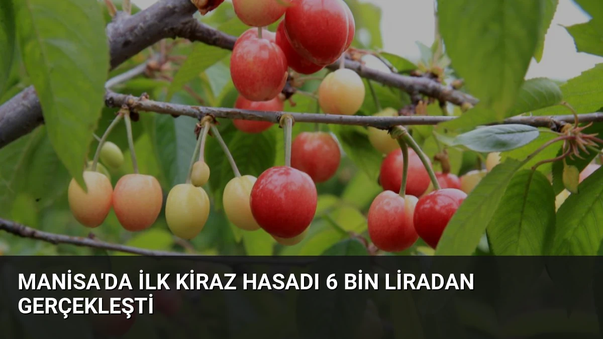 Manisa’da İlk Kiraz Hasadı 6 Bin Liradan Gerçekleşti