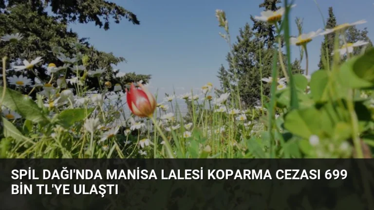 Spil Dağı’nda Manisa Lalesi Koparma Cezası 699 Bin TL’ye Ulaştı