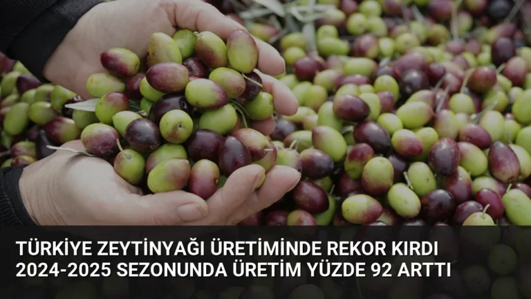 Türkiye Zeytinyağı Üretiminde Rekor Kırdı 2024-2025 Sezonunda Üretim Yüzde 92 Arttı