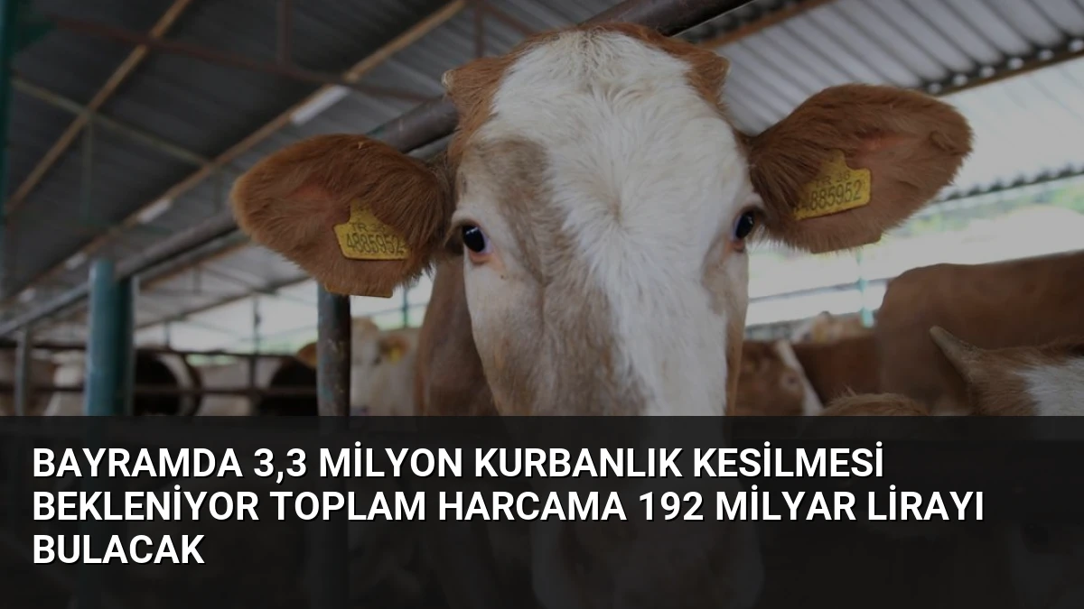 Bayramda 3,3 Milyon Kurbanlık Kesilmesi Bekleniyor Toplam Harcama 192 Milyar Lirayı Bulacak