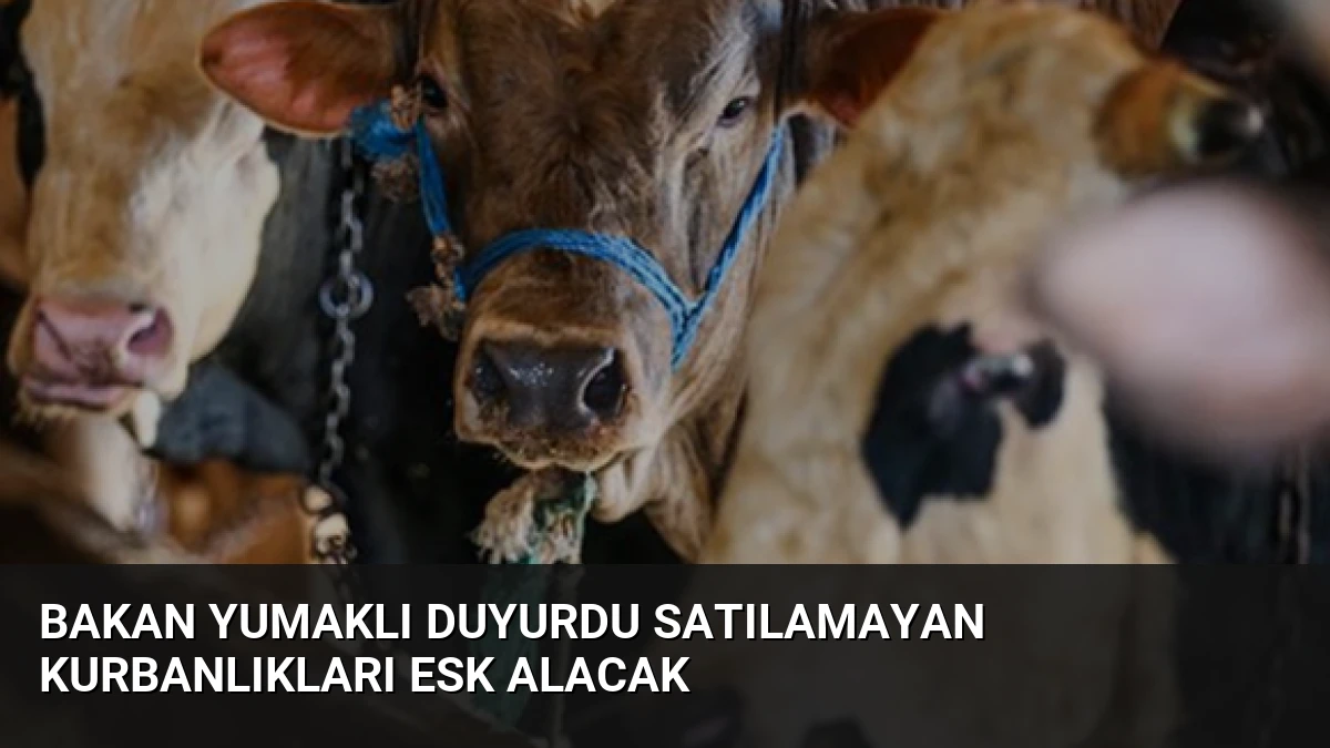 Bakan Yumaklı Duyurdu Satılamayan Kurbanlıkları ESK Alacak