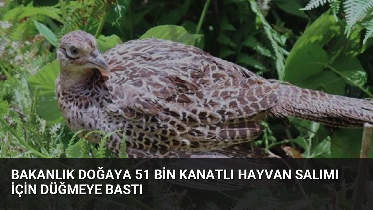 Bakanlık Doğaya 51 Bin Kanatlı Hayvan Salımı İçin Düğmeye Bastı