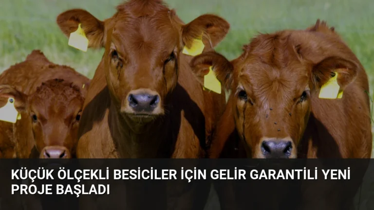 Küçük Ölçekli Besiciler İçin Gelir Garantili Yeni Proje Başladı