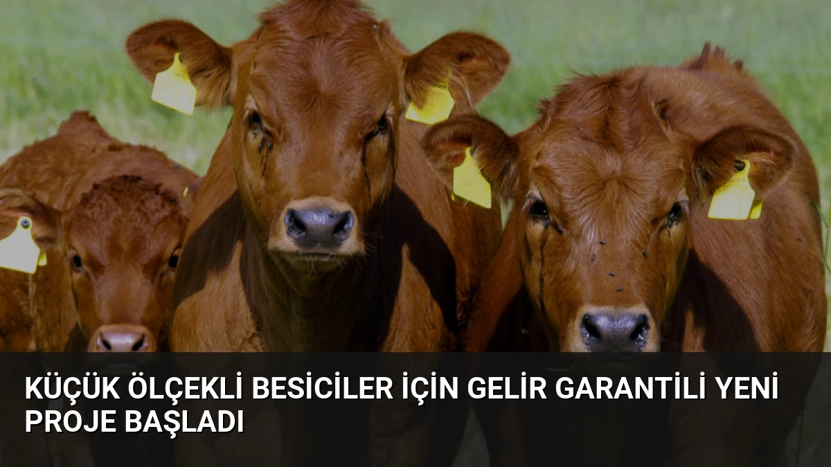 Küçük Ölçekli Besiciler İçin Gelir Garantili Yeni Proje Başladı