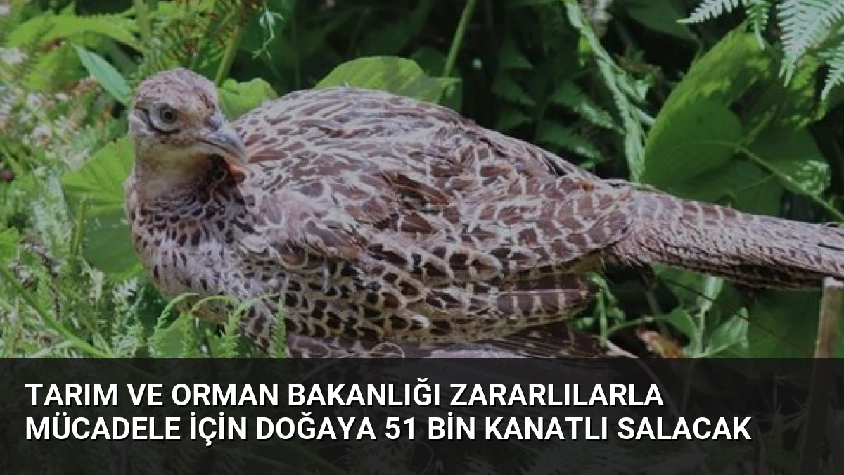 Tarım ve Orman Bakanlığı Zararlılarla Mücadele İçin Doğaya 51 Bin Kanatlı Salacak