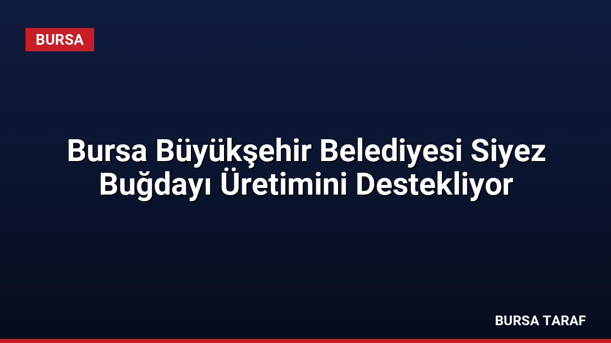 Bursa Büyükşehir Belediyesi Siyez Buğdayı Üretimini Destekliyor