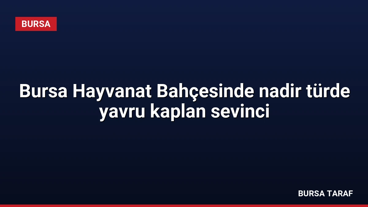Bursa Hayvanat Bahçesinde nadir türde yavru kaplan sevinci